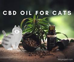 But can you use cbd oil for cats with anxiety? Cbd For Cats Cbd For Cats Anxiety The Kitty Expert