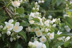 We did not find results for: What Are The Best Fragrant Flowers In India
