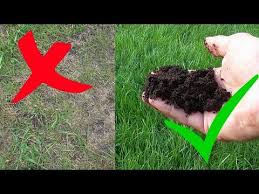 Rasen Dungen Mit Kaffeesatz Kaffee Als Rasendunger Anleitung Erfahrungsbericht Richtig Dungen Youtube In 2020 Rasen Dungen Kaffeesatz Rasen
