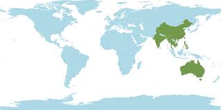 Image result for Pycreus sulcinux