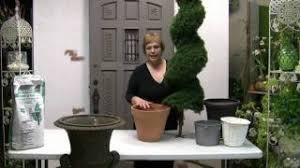 The evergreen leaves are shaped in flat fronds similar to a fern, but with a hearty fullness. How To Pot A Spiral Topiary For Outdoor Or Indoor Use Youtube