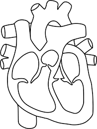This page discusses the heart anatomy. Collection Of Heart Clipart Coloring Pages Human Heart For Coloring Png Download Full Size Clipart 189220 Pinclipart