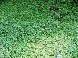 Image result for Commelina congesta