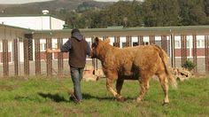 How To Halter Train Cattle Cattle Cattle Farming Farm Animals