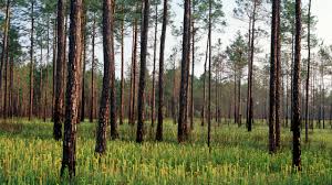 This review will be a little long winded so if that scares you off, go ahead and stop reading now. Desoto National Forest Park Review Conde Nast Traveler