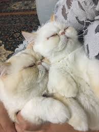 Pin On Adam Eve Hira Alice Alvin Exotic Shorthair Persian Cat