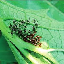 Remove any old organic mulch from around your zucchini plant. Pdf Squash Bug Hemiptera Coreidae Biology And Management In Cucurbitaceous Crops