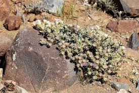 Image result for Macledium sessiliflorum