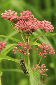 Image result for Asclepias aurea