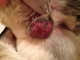 Image result for scrotum dog skin peeling