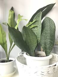Its leaves have a distinctive mottled dark. Sansevieria Whale Fin Snake Plant Air Purifying Plant Nasa Approved Removes Air Toxins Air Purifying Plants Snake Plant Plants