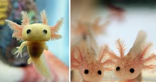 Geeps don't typically survive development, due to the genetic differences between sheep and goats, so they're rare. 40 Rare Animal Babies You Ve Probably Never Seen Before Bored Panda