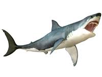 For a meat to be certified halal, it cannot be a forbidden cut (such as meat from hindquarters) or animal (such as pork. Shark Meat Buy Shark Meat Shark Meat Price Best Shark To Eat Where To Buy Shark