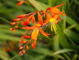 Berberis darwinii is a robust, evergreen shrub, producing masses of luminescent orange blooms in april and may. Montbretia Western Isles Wildflowers Flowers Of The Hebrides
