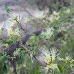 Image result for Albizia anthelmintica