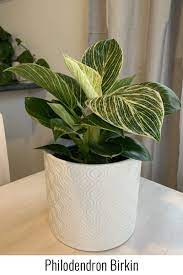 Get it in front of 160 million buyers. Philodendron Birkin Lifestyle Botanics
