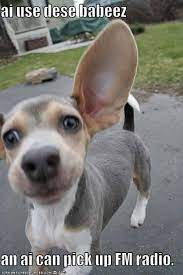 I Has A Hotdog Big Ears Funny Dog Pictures Dog Memes Puppy Pictures Pictures Of Dogs Dog Pictures Funny Pictures Of Dogs Dog Memes Puppy Pictures Doge Cheezburger