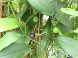 Image result for Passiflora suberosa