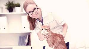 How To Choose The Right Cat Doctor Petcarerx