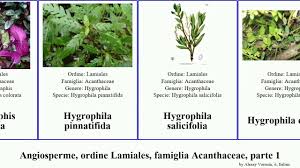 Image result for Justicia anagalloides