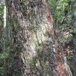 Image result for Dovyalis zeyheri