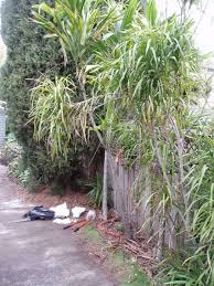 Image result for Cordyline stricta