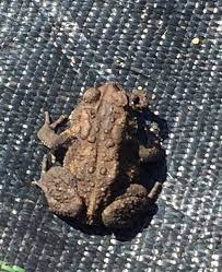 What kind of bugs does a toad eat? Attracting Toads To My Garden Donna L Long