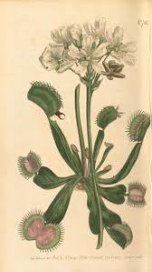 Image result for Droseraceae