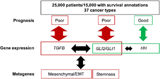 Meh, it passed the time. Schematic Summary Pan Cancer Analysis Of Gene Expression And Survival Download Scientific Diagram