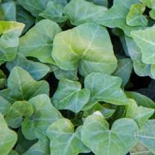 Some of my favorites are: English Ivy Gold Child Premier Growers Inc