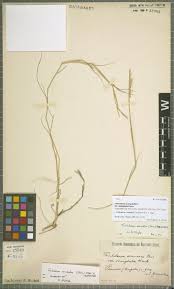 Image result for Napoleonaea gossweileri