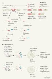 Progeria is usually detected in infancy or early childhood, often at regular checkups, when a baby first shows the characteristic signs of premature aging. Base Editor Repairs Mutation Found In The Premature Ageing Syndrome Progeria