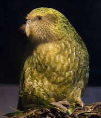 Birds That Cannot Fly With Their Names Sirocco Birds Kakapo Birds That Cannot Fly