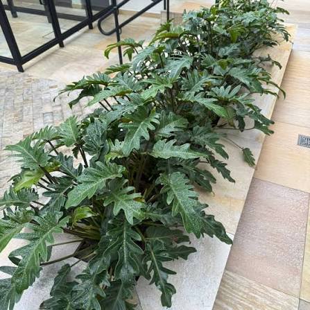 O Mini Xanadu é uma espécie tropical muito utilizada em projetos residenciais e comerciais pela sua versatilidade e efeito ornamental. 🌿 Ideal para canteiros e áreas sombreadas, apresenta folhagem densa e recortada