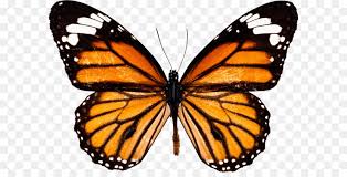 Monarch Schmetterling Zeichnen Wie Zu Zeichnen Und Skizzieren Butterfly Png Bild Png Herunterladen 2703 1867 Kostenlos Transparent Schmetterling Png Herunterladen