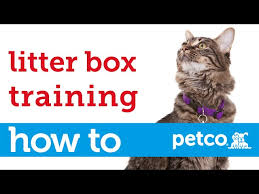 Here we compare 7 of the best cat wheels available. How To Train Your Cat To Use A Litter Box Petco Youtube