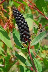 Image result for Phytolaccaceae