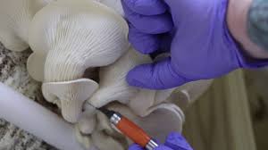 Awakenmyco.com is a one stop shop for all your myco research and spore kit needs. How To Make A Spore Syringe For Lion S Mane Reishi Or Oyster Mushrooms With Mossy Creek Mushrooms Youtube