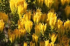 Image result for Pteronia acuminata