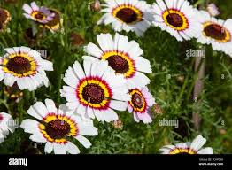 Image result for Glebionis carinata `German Flag`
