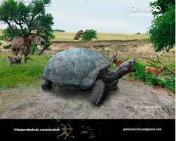 Image result for Megalochlamys