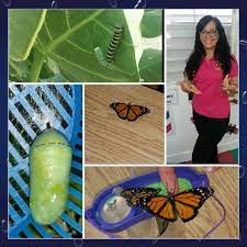 Proyecto De Investigacion Sobre Las Orugas Y Las Mariposas Vegetables Eggplant