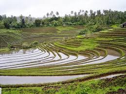 Antosari Bali Keindahan Sawah Terasiring Di Bali Bbv Blog