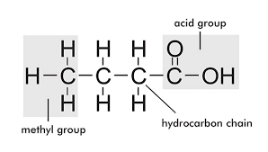 Lipid Lore Oils Fats And Waxes