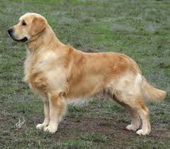 Golden Retriever Golden Retriever Beautiful Dog Breeds Most Popular Dog Breeds