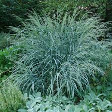 Image result for Panicum eickii