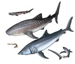 Résultat de recherche d'images pour "developpement oeuf requin"