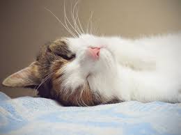 Costs will fluctuate based on the surgery's extent and if your cat spay surgery for females is more expensive than neutering surgery for males. 5 Benefits Of Neutering Your Male Cat Animal Health Center