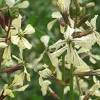 Arugula (eruca vesicara) makes a spicy addition to salads and fresh topping to traditional italian pizzas. Https Encrypted Tbn0 Gstatic Com Images Q Tbn And9gcritaidtgl15zey2bgpeoqsahw6bxi3tlokzu2rg7vbkl3vspio Usqp Cau