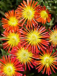 Image result for Delosperma spp.